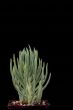 Seneco mandraliscae